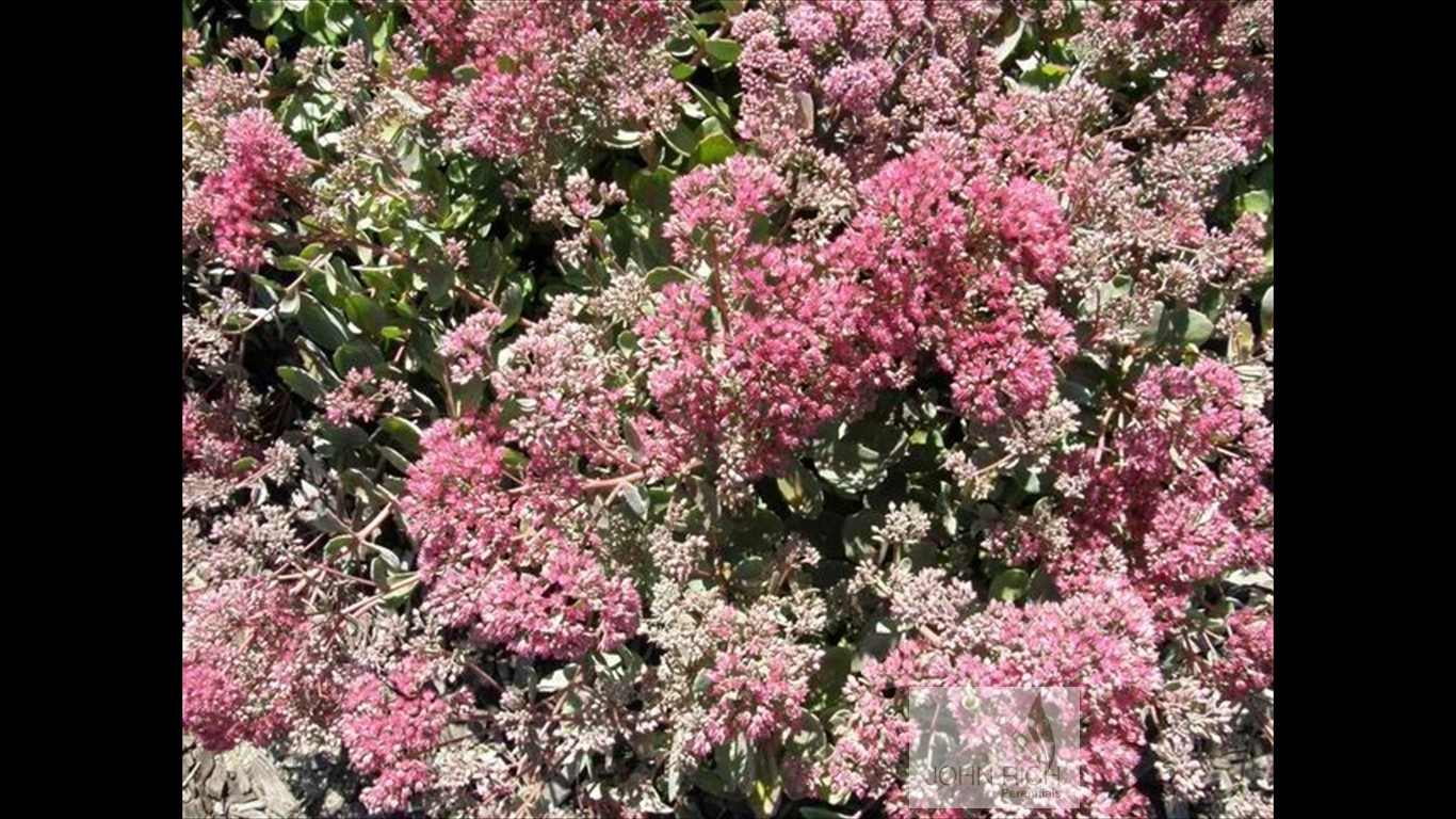 Sedum 'Rosy Glow'