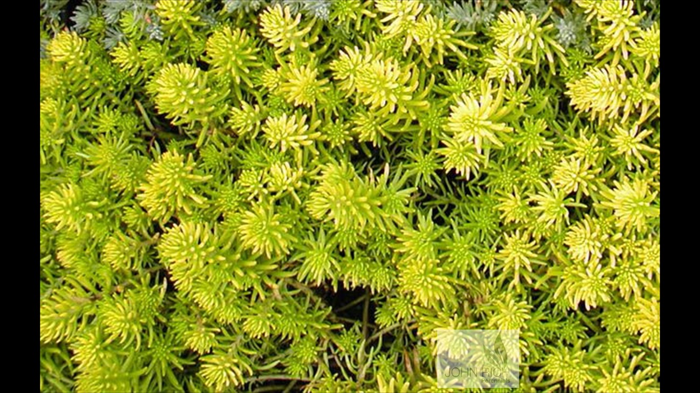 Sedum rupestre 'Angelina'