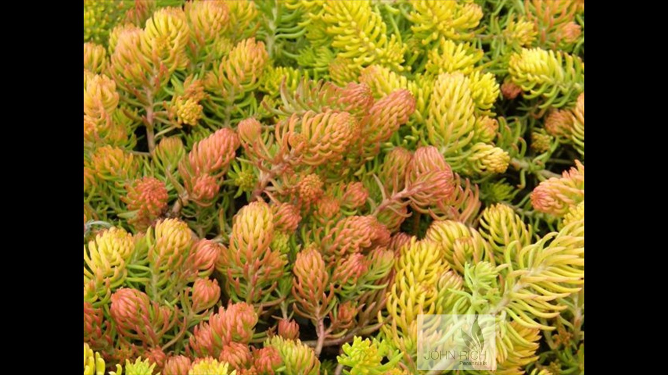 Sedum rupestre 'Angelina'