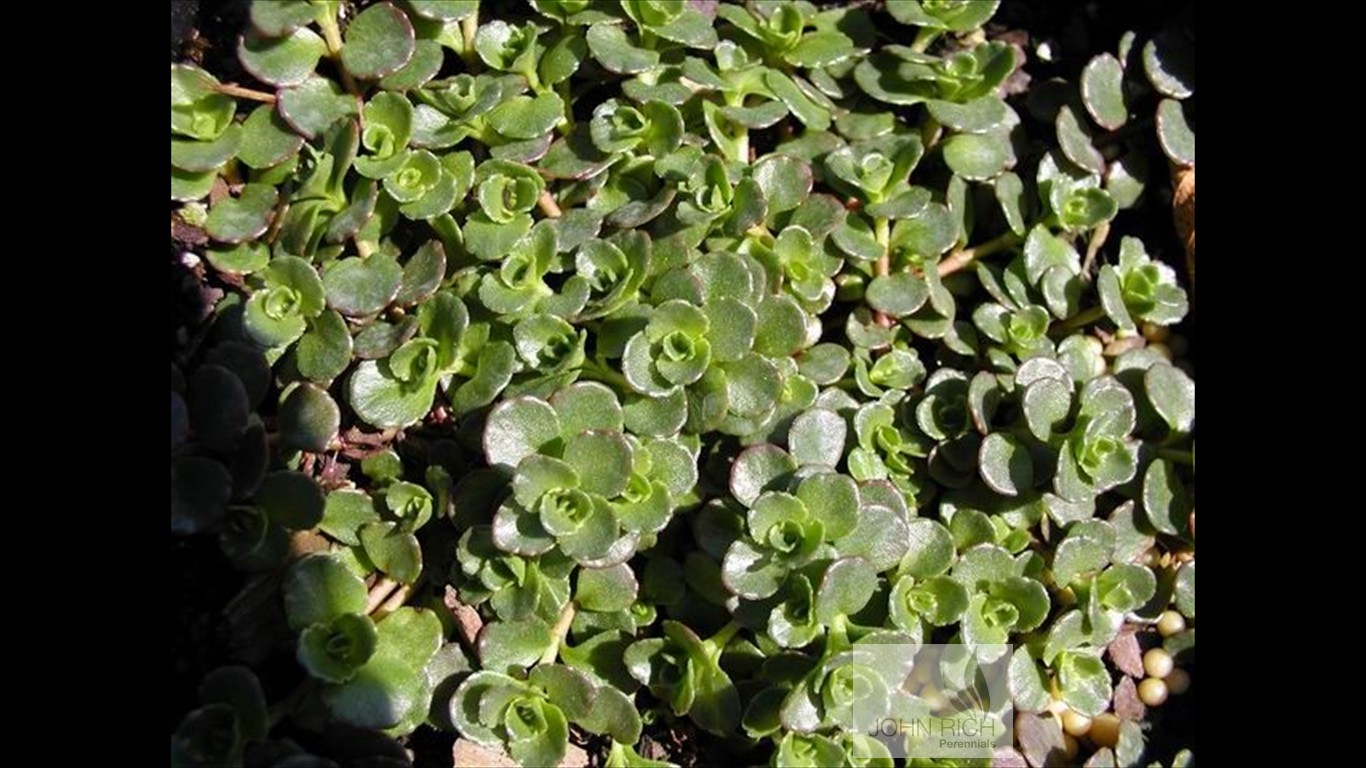 Sedum spurium 'John Creech'