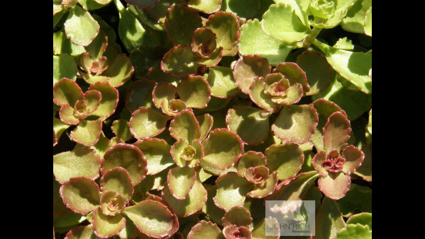 Sedum spurium 'Red Carpet'