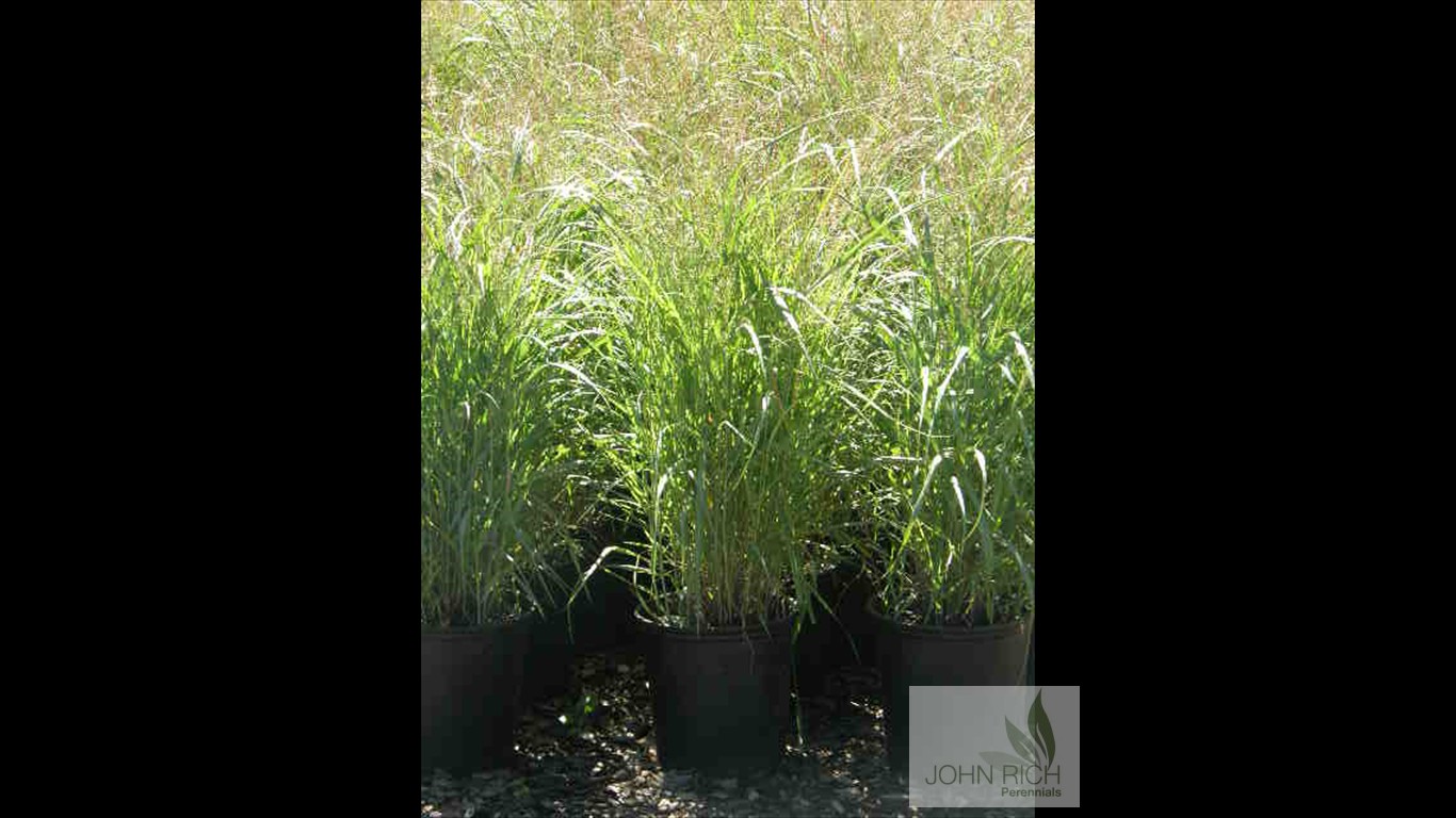 Panicum viratum 'Shenandoah'