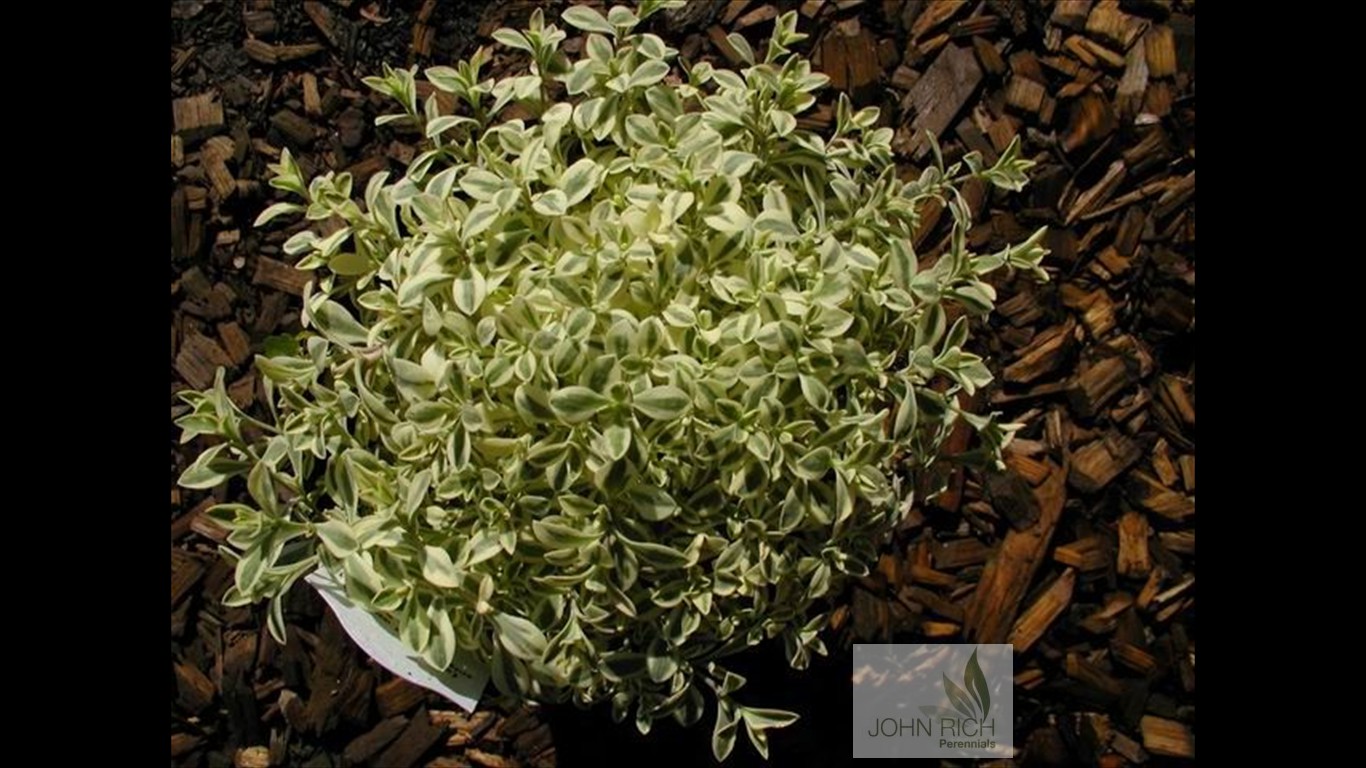 Silene uniflora 'Druetts Variegated'