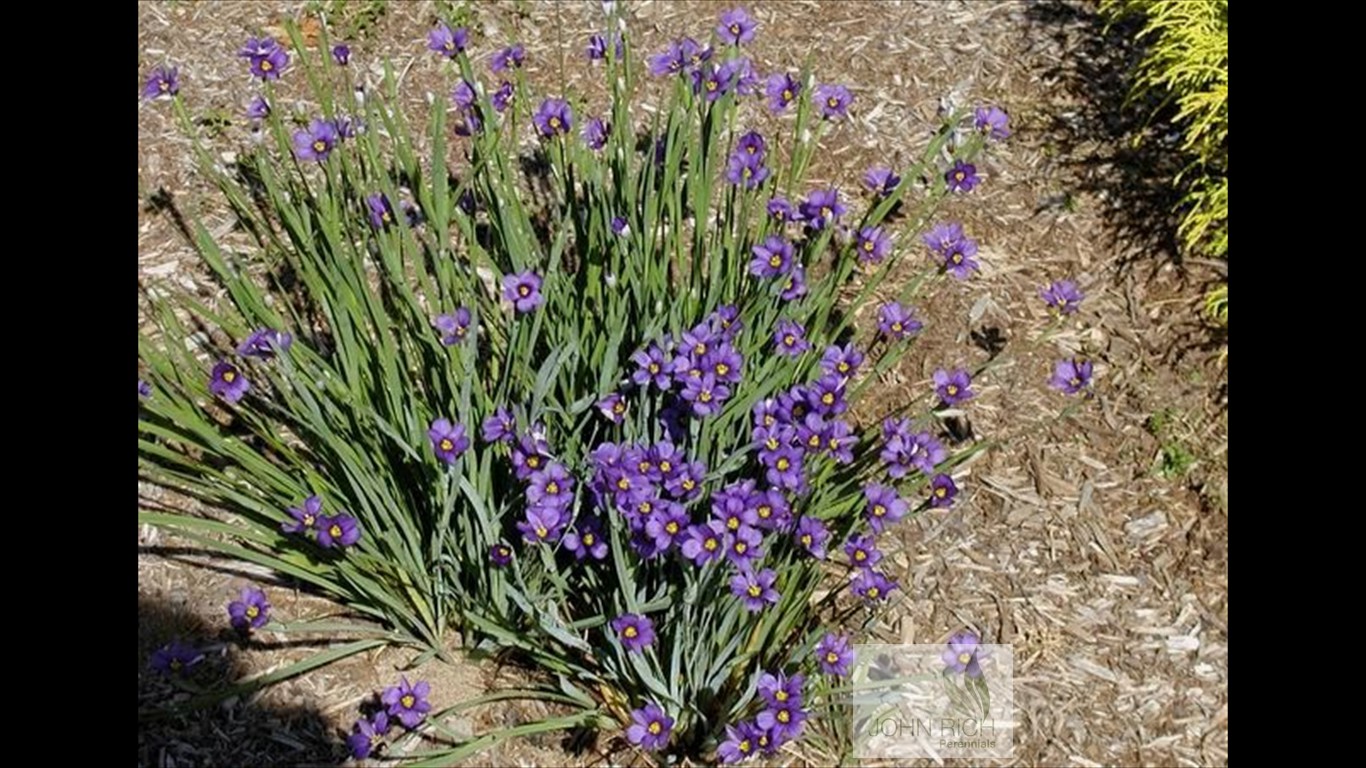 Sisyrunchium angustifolium 'Lucerne'