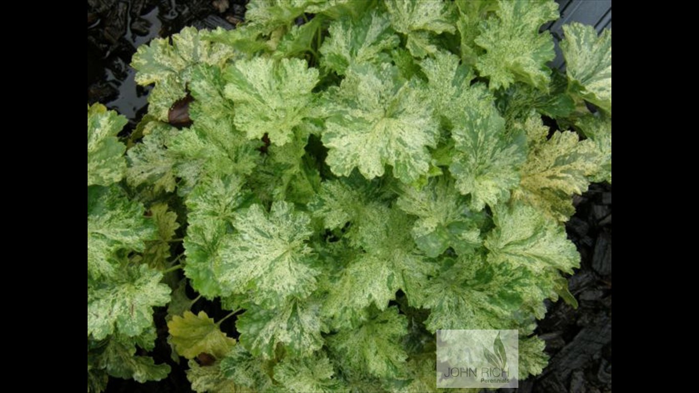 Heuchera 'Snow Angel'