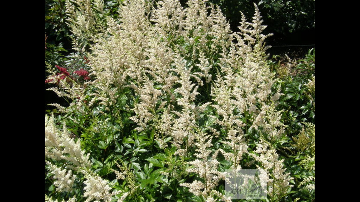 Astilbe arendsii 'Snowdrift'