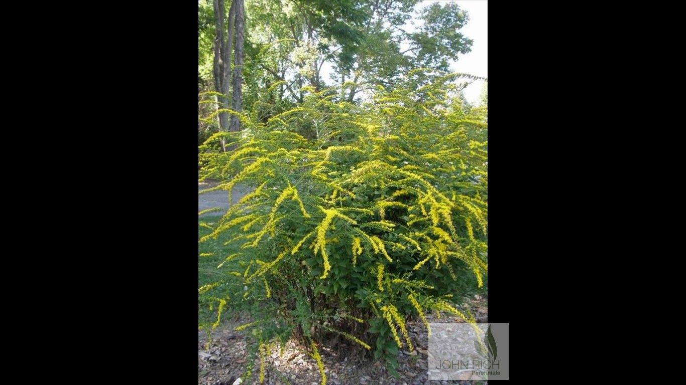 Solidago rugosa 'Fireworks'