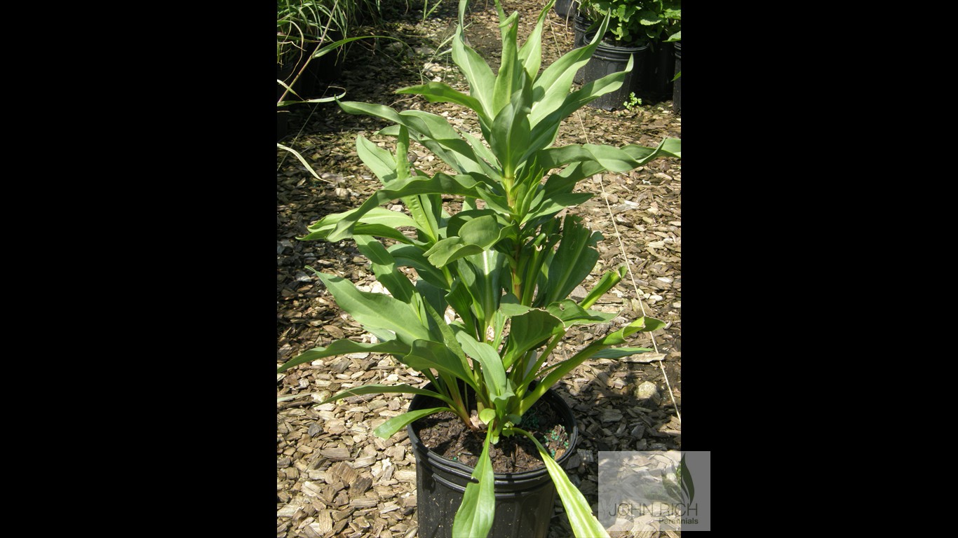 Solidago sempervirens