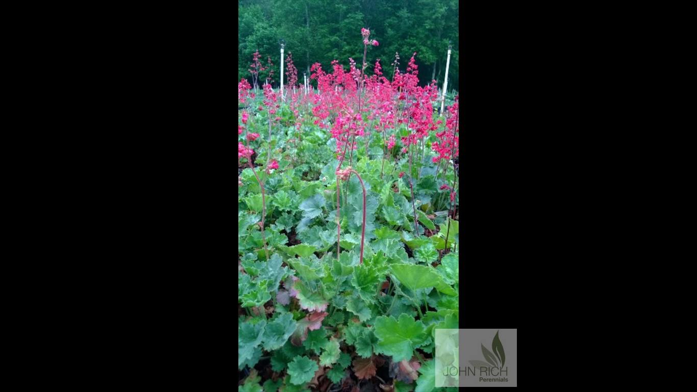 Heuchera sanguinea 'Splendens'