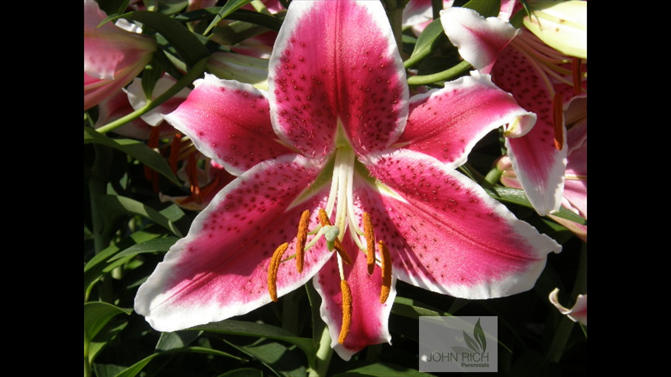 Lilium 'Starfighter'