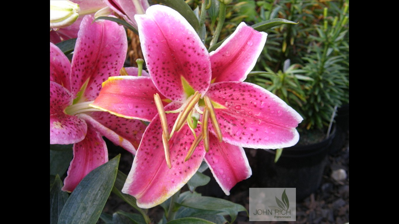 Lilium 'Stargazer'