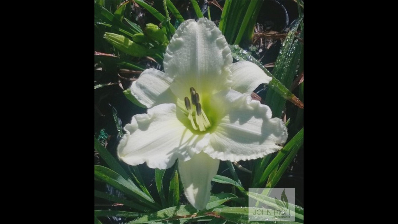 Hemerocallis 'Sunday Gloves'