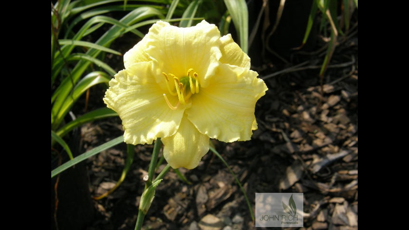 Hemerocallis 'Sunset Returns'