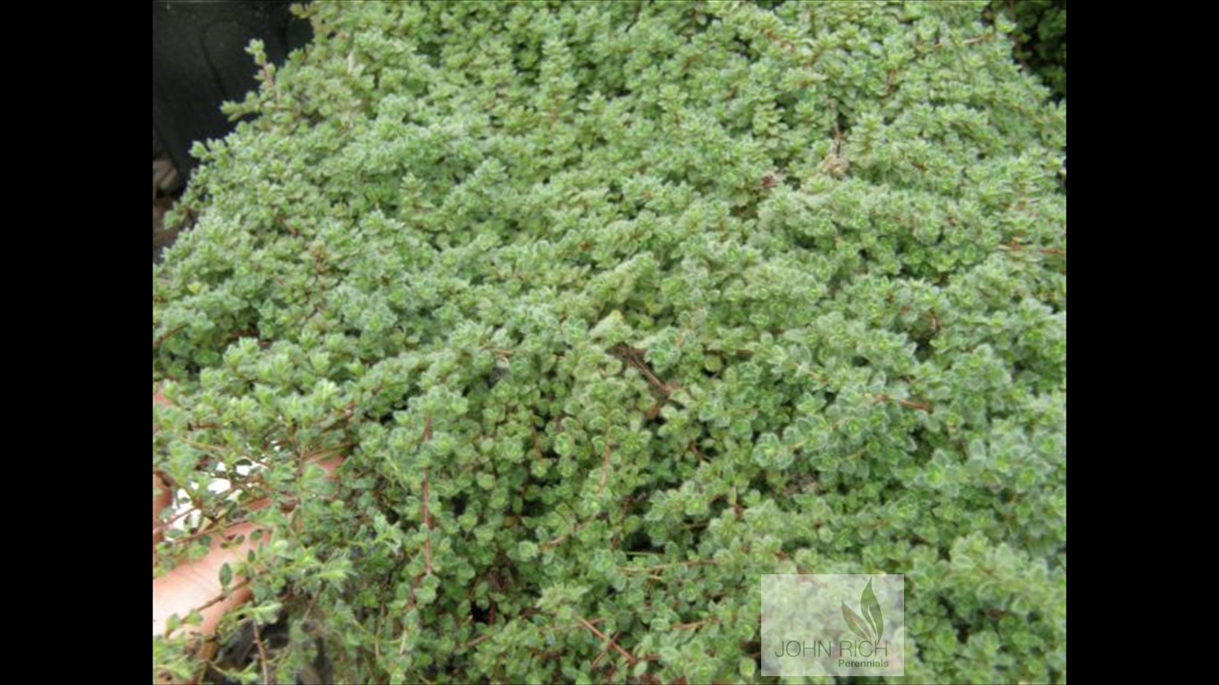 Thymus praecox 'Pseudolanginosus'