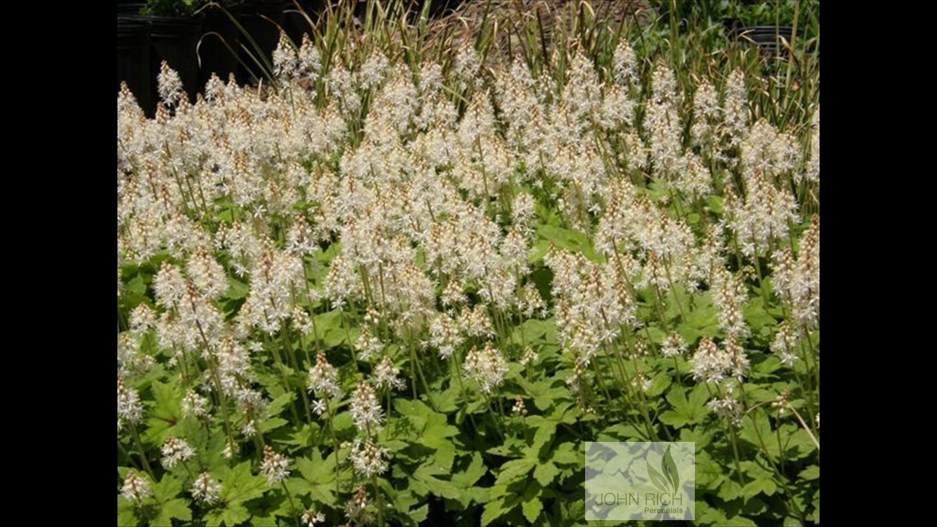 Tiarella 'Dark Star'