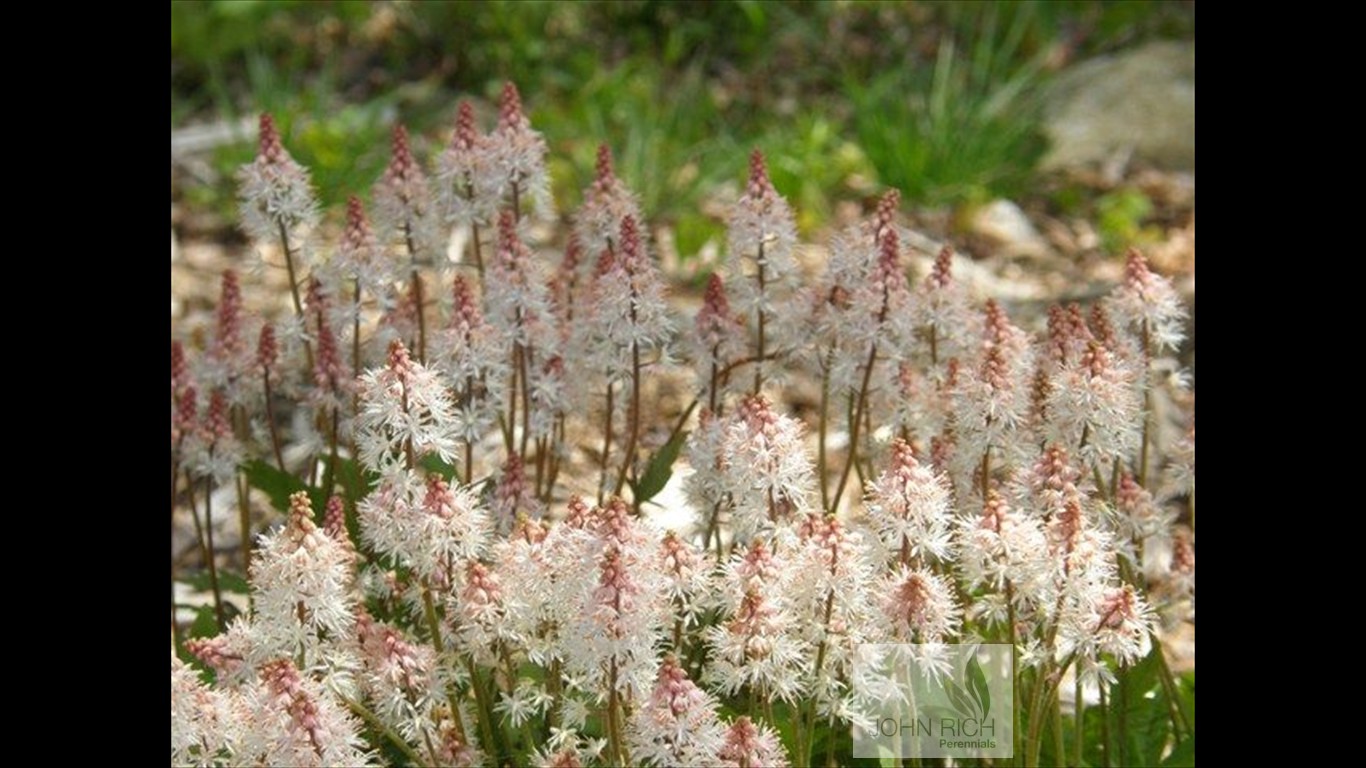 Tiarella 'Spring Symphony'