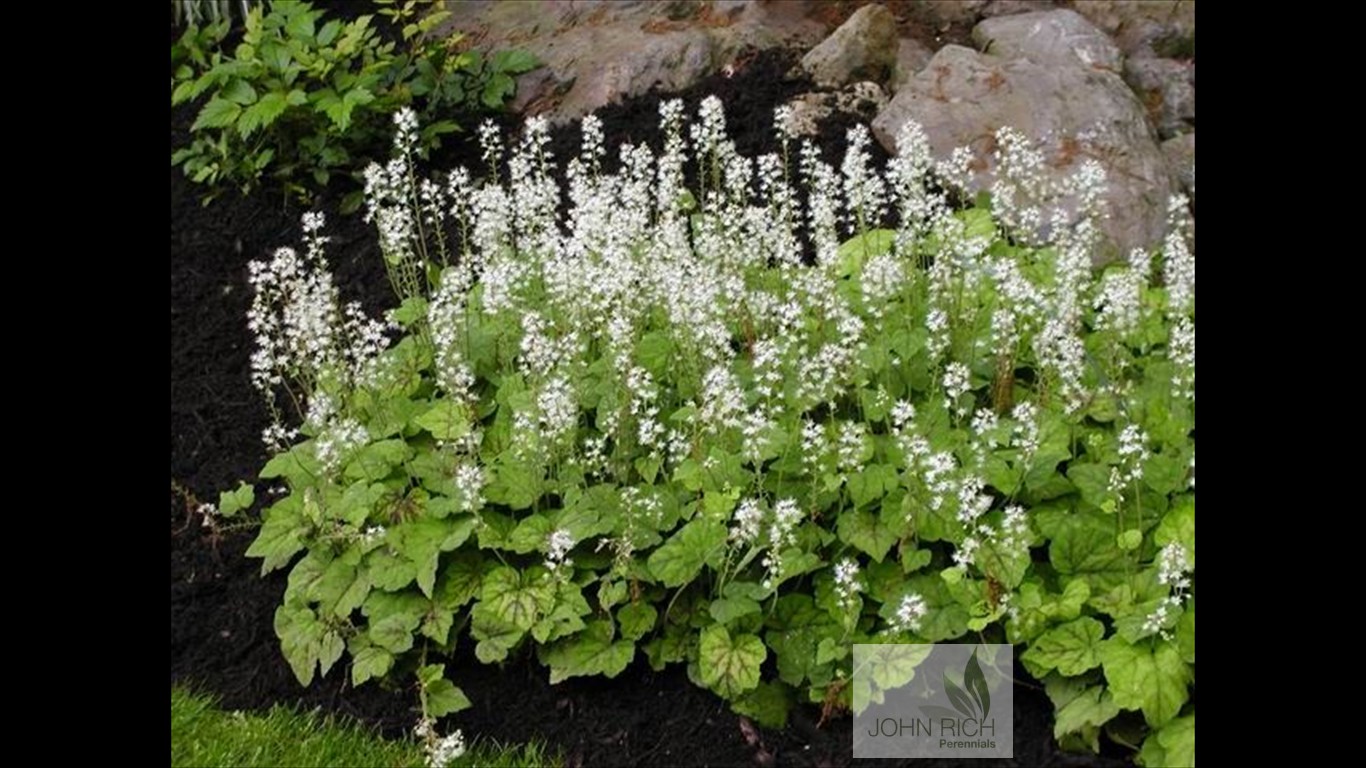 Tirarella cordifolia 'Running Tapestry'