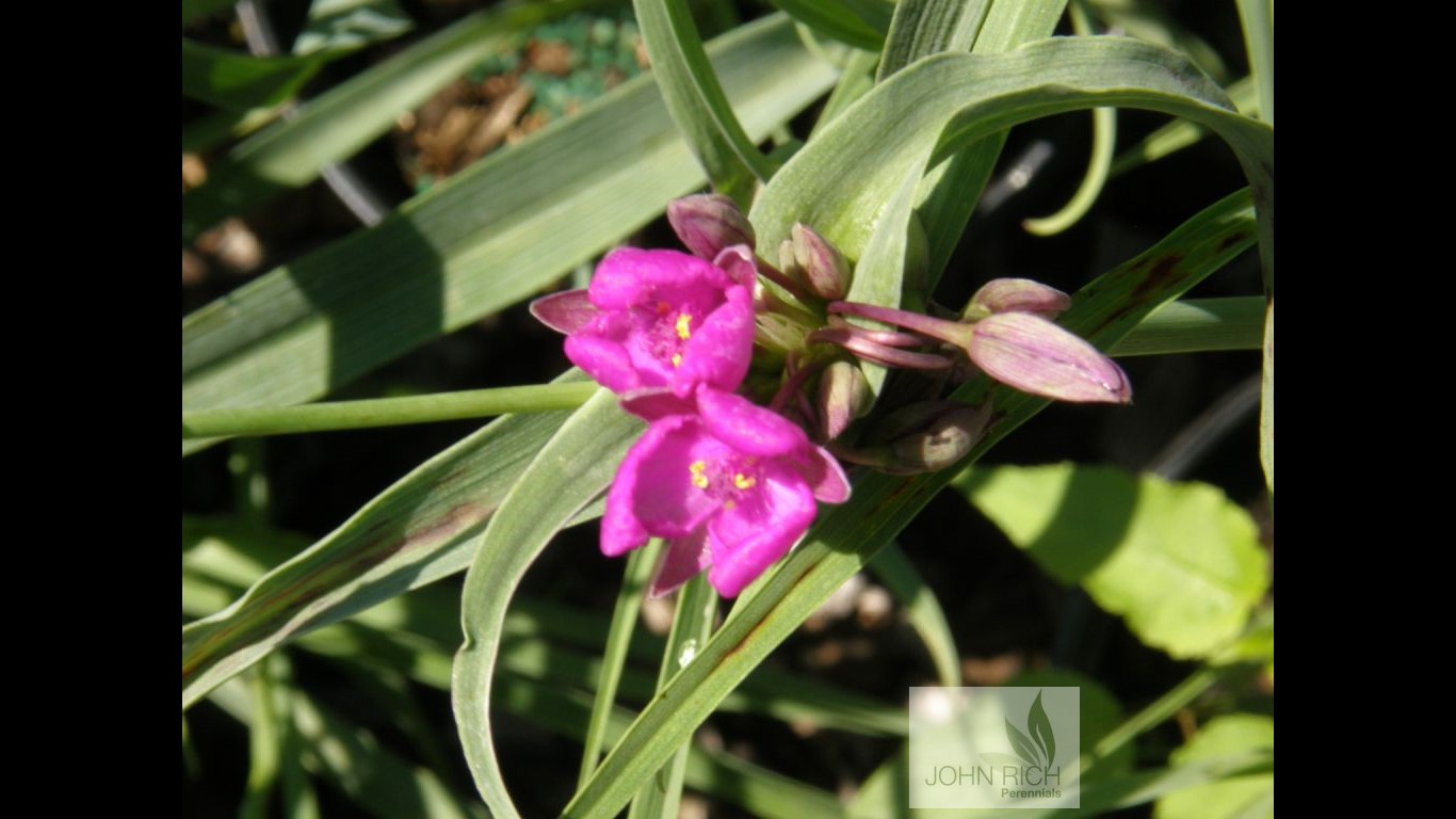 Tradescantia 'Concord Grape'