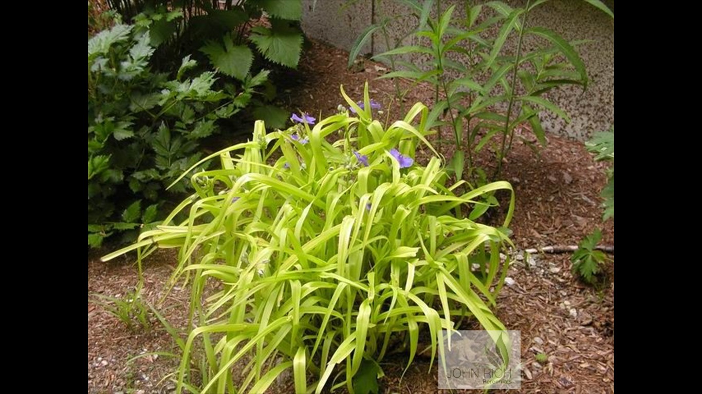 Tradescantia 'Sweet Kate'