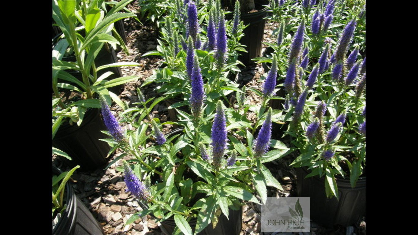 Veronica 'Ulster's Dwf Blue'