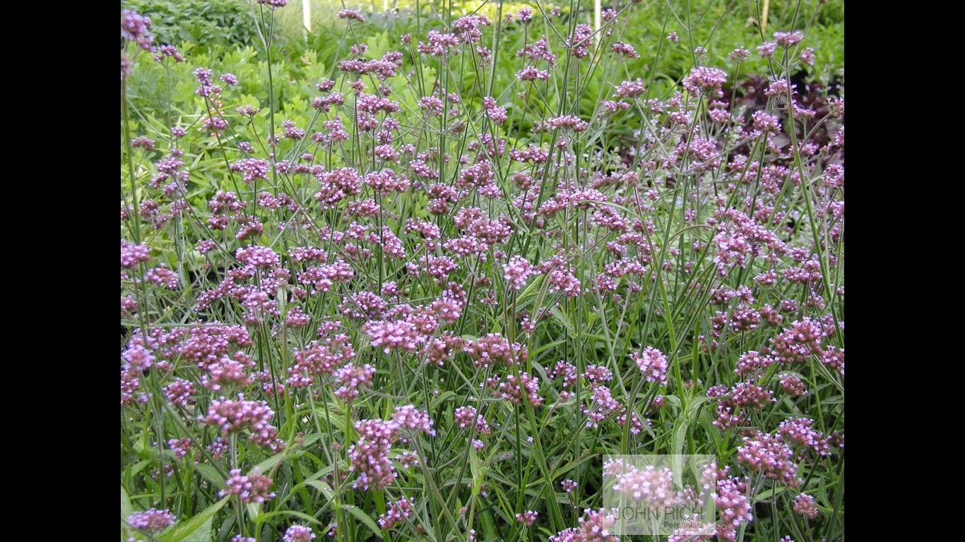 Verbena bonariensis