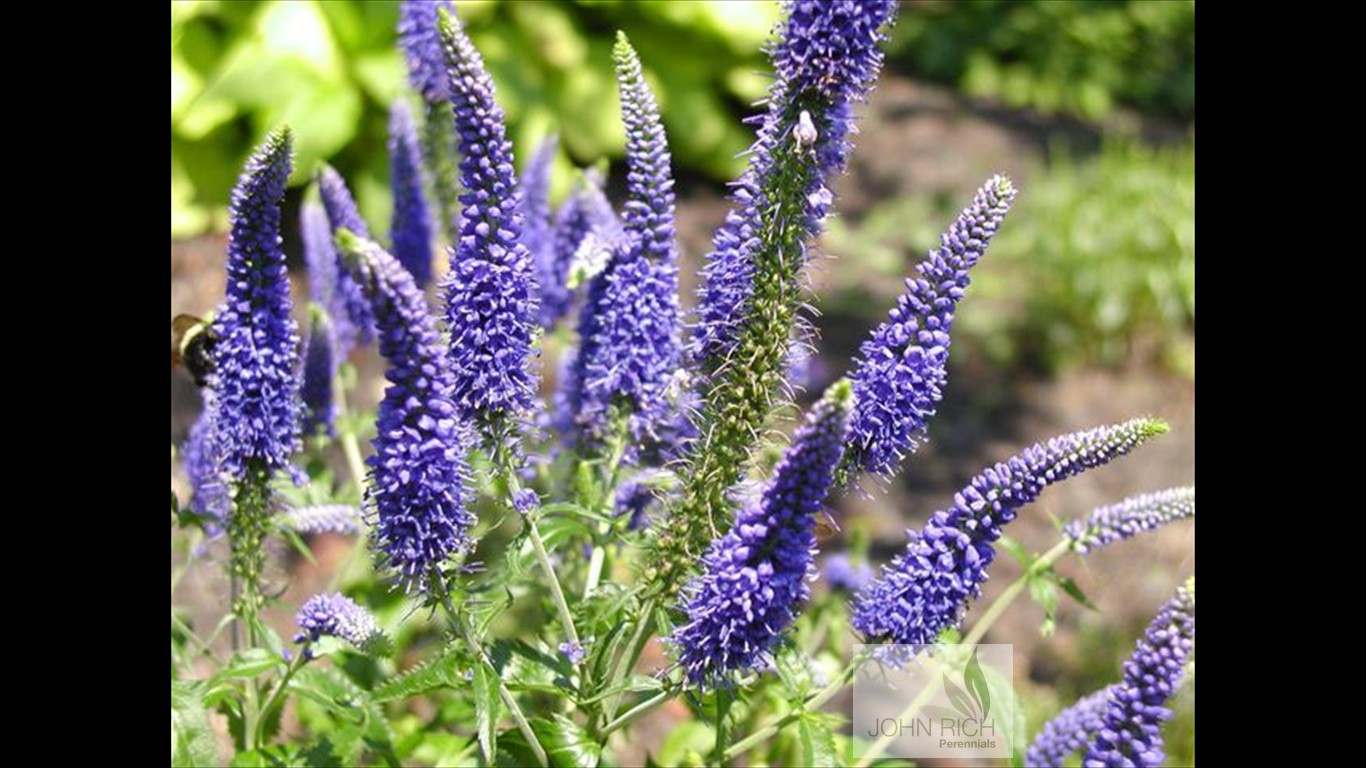 Veronica 'Darwin's Blue'