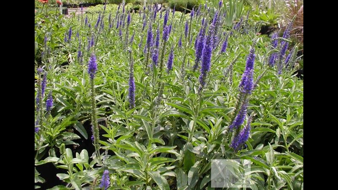 Veronica 'Goodness Grows'