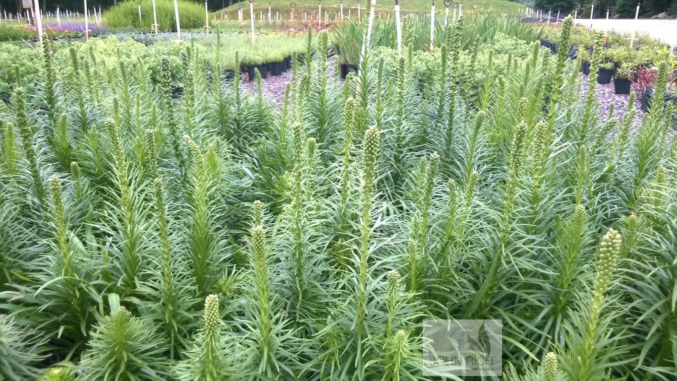 Liatris spicata 'Kobold'