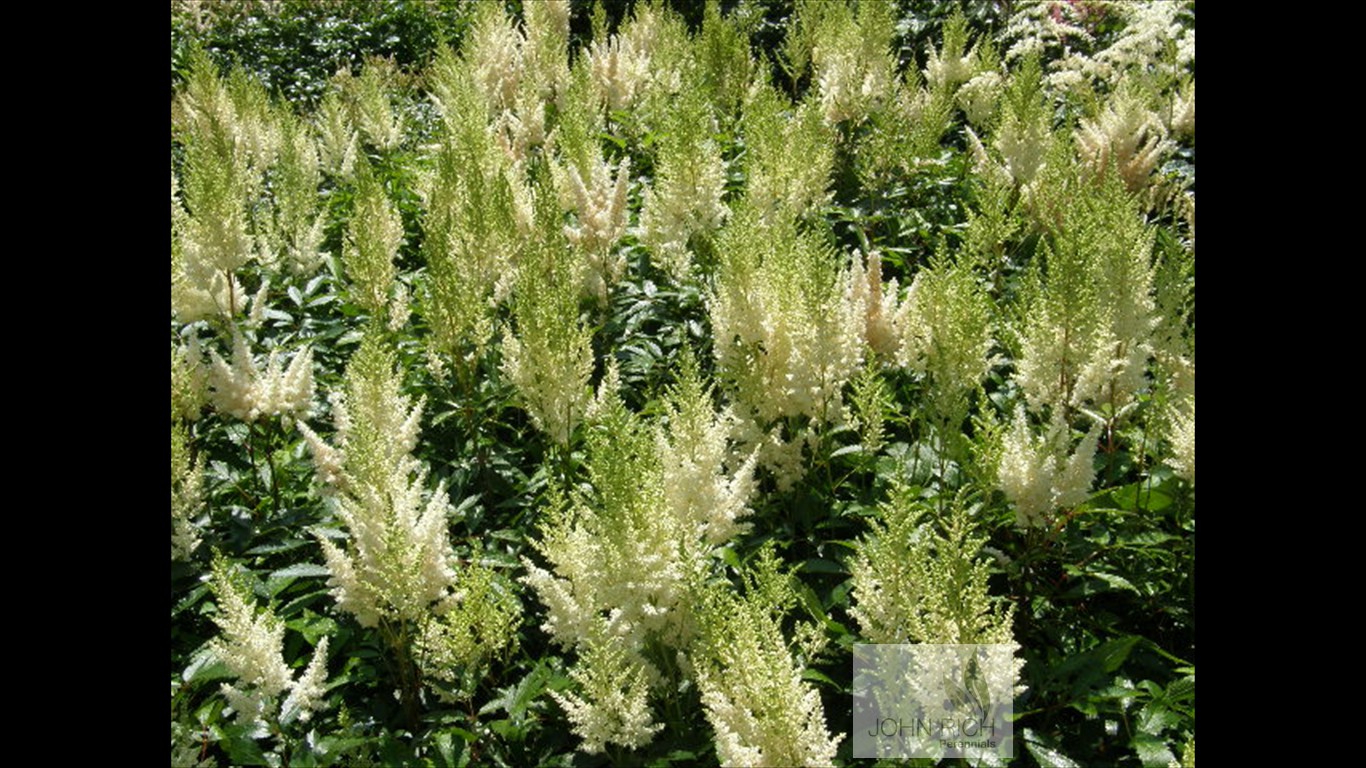 Astilbe arendsii 'White Gloria'