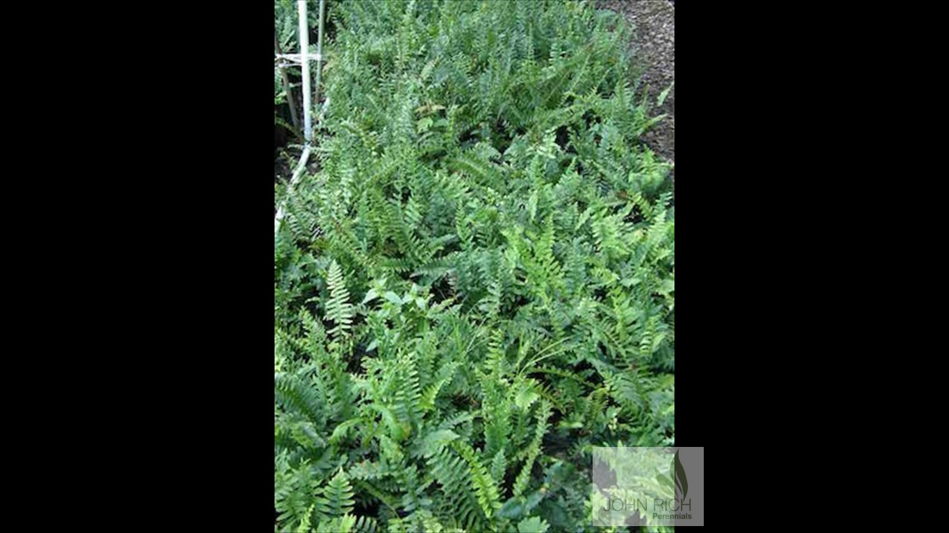 Polystichum acrostichoides